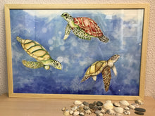 Carregar imagem no visualizador da galeria, Ilustração Tartarugas, Tartarugas marinhas, Quadro, Decoração, Reprodução do Original, Edição Limitada, Número de série, Fine Art, Decor