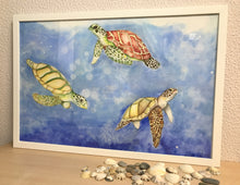 Carregar imagem no visualizador da galeria, Ilustração Tartarugas, Tartarugas marinhas, Quadro, Decoração, Reprodução do Original, Edição Limitada, Número de série, Fine Art, Decor