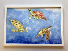 Carregar imagem no visualizador da galeria, Ilustração Tartarugas, Tartarugas marinhas, Quadro, Decoração, Reprodução do Original, Edição Limitada, Número de série, Fine Art, Decor