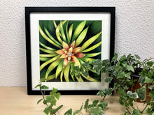 Carregar imagem no visualizador da galeria, Ilustração Bromélia, Planta Tropical, Floresta, Quadro, Decoração, Reprodução Original, Edição Limitada, Número de série, Fineart, Giclée